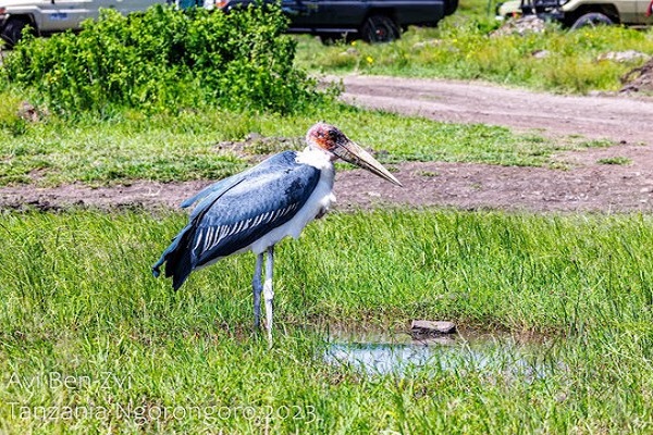 Manyara, Ngorongoro, Serengeti and Tarangire