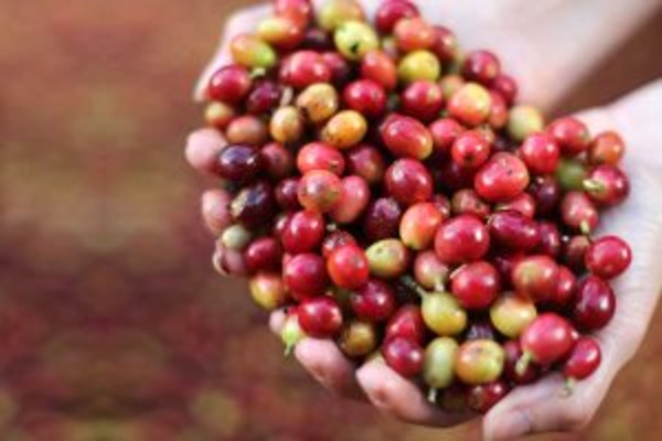Nicaragua's Heartbeat: Capital to Coffee Hills