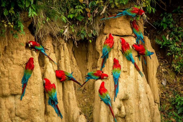 Between Jungle, Beaches and Volcanos