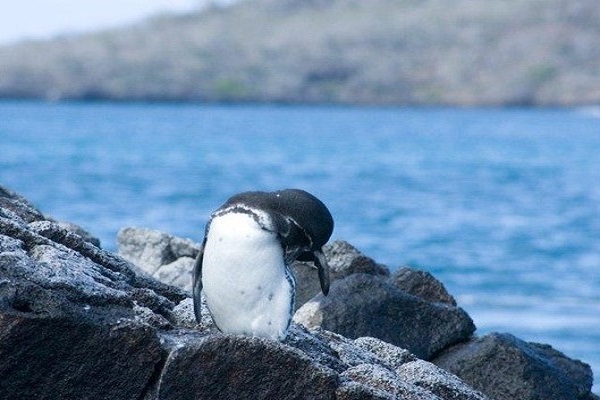 Western Galapagos Islands Cruise
