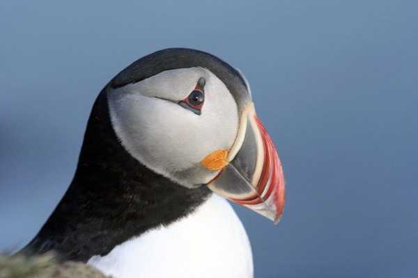 Northern Isles Discovery