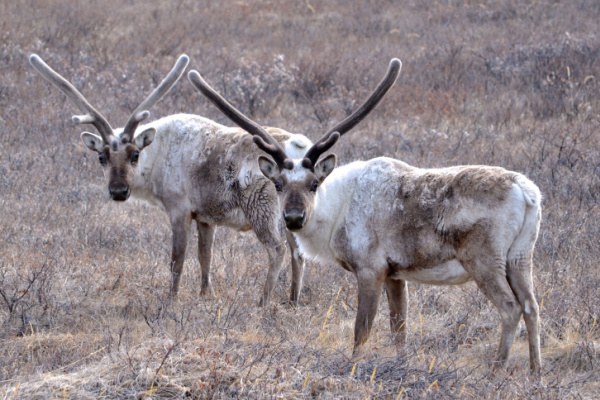 Adventures at the Arctic Circle and the Eternity Fjord