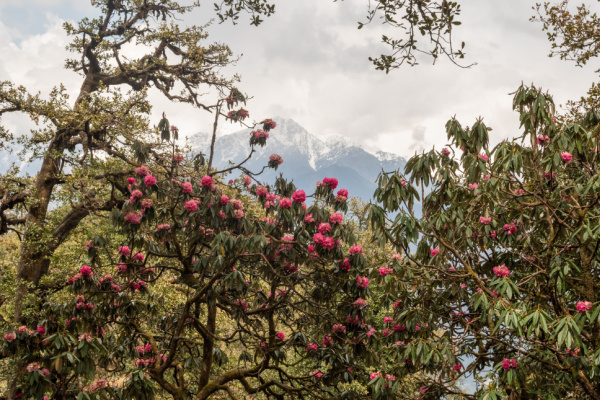 Manaslu Circuit Trek