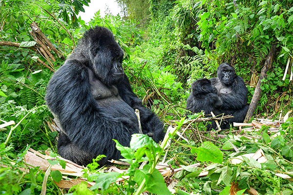 Primate Encounters – Gorillas and Chimpanzee