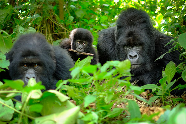 Rwanda's Iconic Trio: Kigali, Akagera, Volcanoes