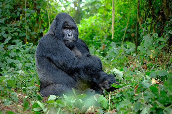 Eyeing Gorillas Through the Mist