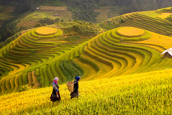 The Golden Triangle of Indochina