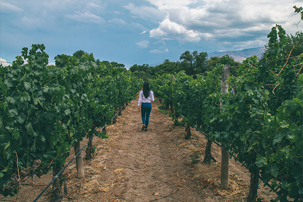 The Essential of Salta and Jujuy
