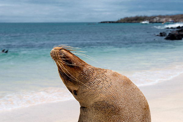 Discover The Wonders of Machu Picchu and Galapagos