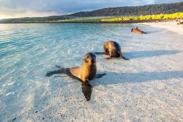 Galapagos Safari