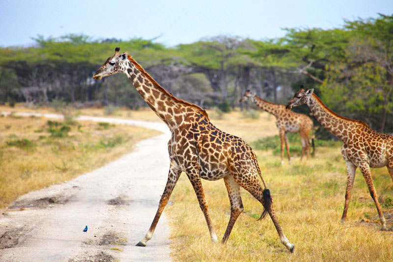 Simba Safari – Tanganyika Wilderness Lodges