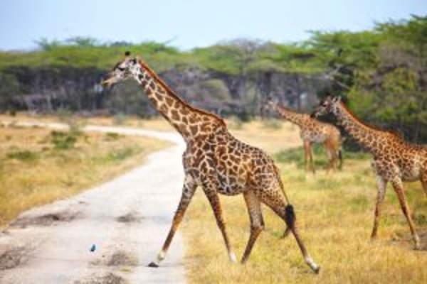 Kifaru Safari A Featuring Serena Lodges