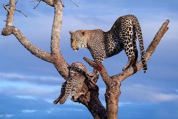 Serengeti and Zanzibar Safari