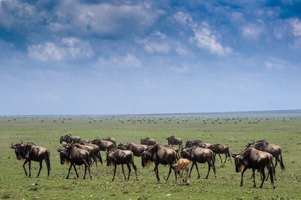 Serengeti and Zanzibar Safari