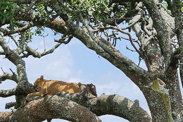 Serengeti and Zanzibar Safari
