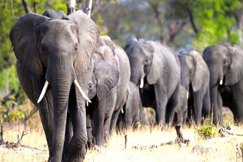 Best of Botswana Package Kasane-Maun