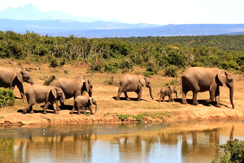 Africa