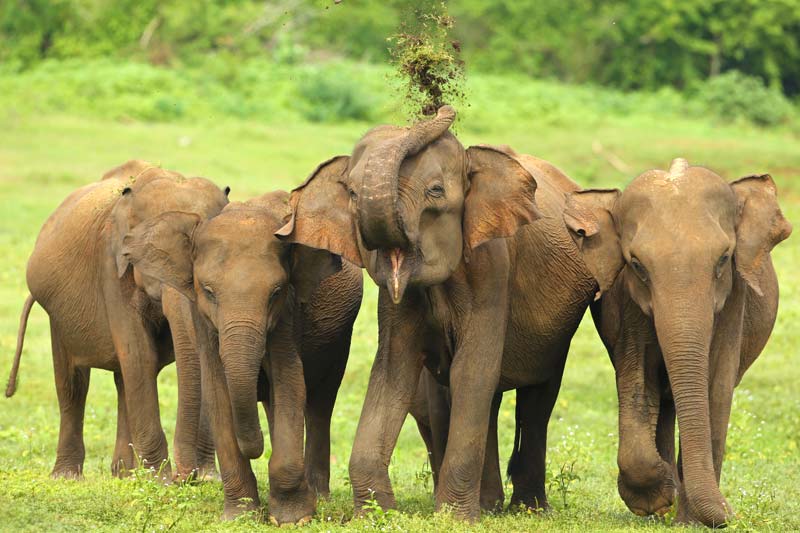 Sri Lanka Wildlife And Beach Tour