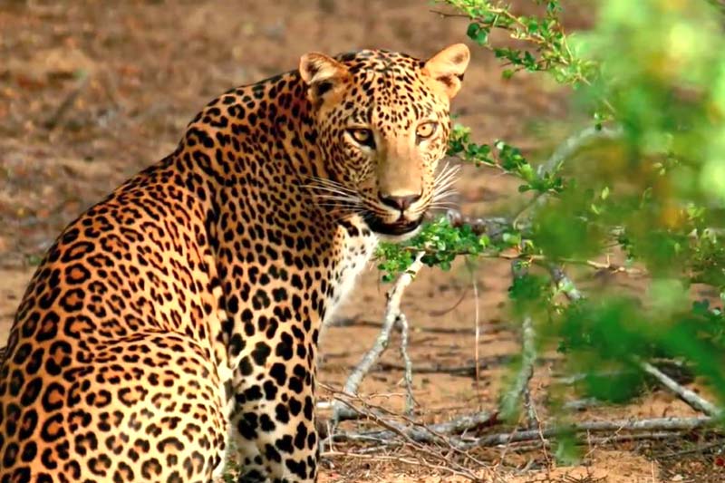 The Ultimate Ceylon Journey