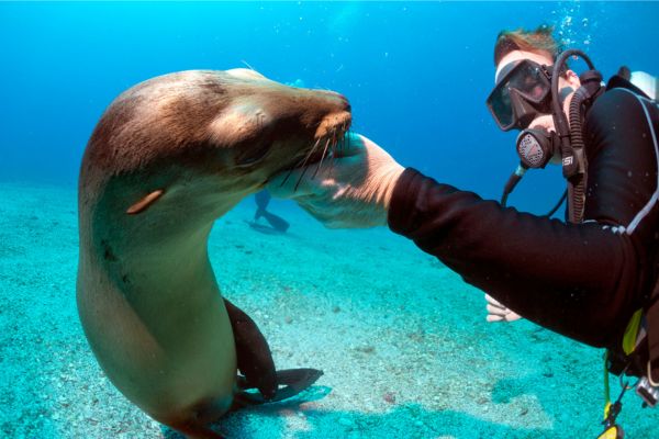 Galapagos and Amazon Quest