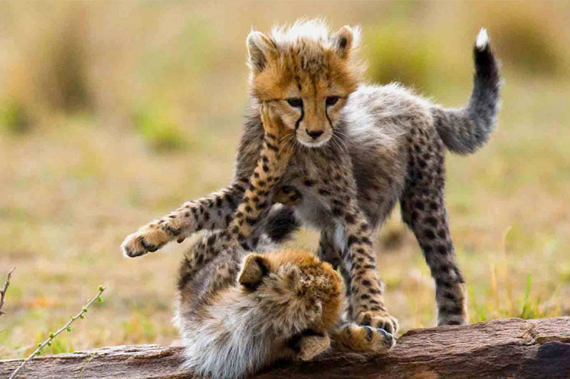 Simba Safari – Tanganyika Wilderness Lodges