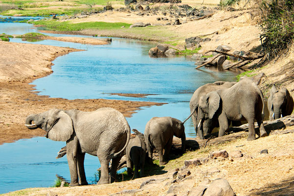 Serengeti and Zanzibar Safari