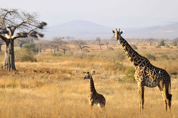Simba Safari – Tanganyika Wilderness Lodges