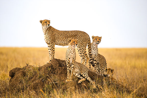 Through The Rift Valley (Sopa Lodge)