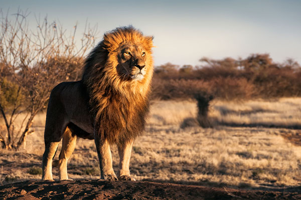Serengeti and Zanzibar Safari