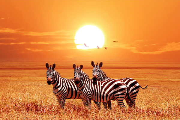 Serengeti and Zanzibar Safari