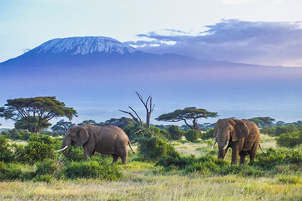 Serengeti and Zanzibar Safari