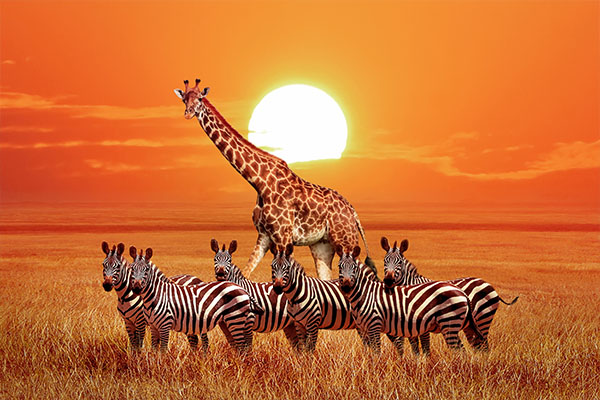 Serengeti and Zanzibar Safari