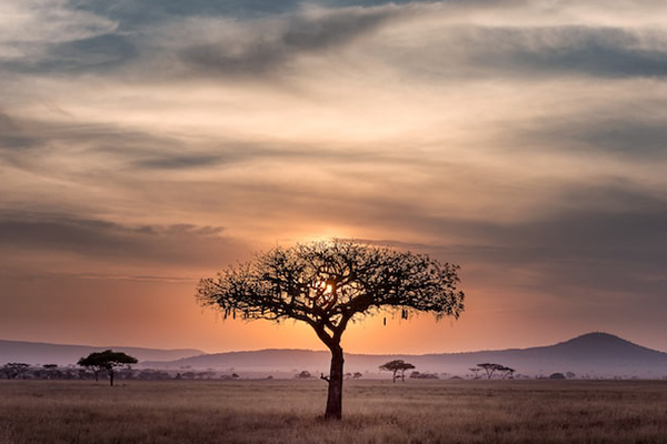 Serengeti and Zanzibar Safari