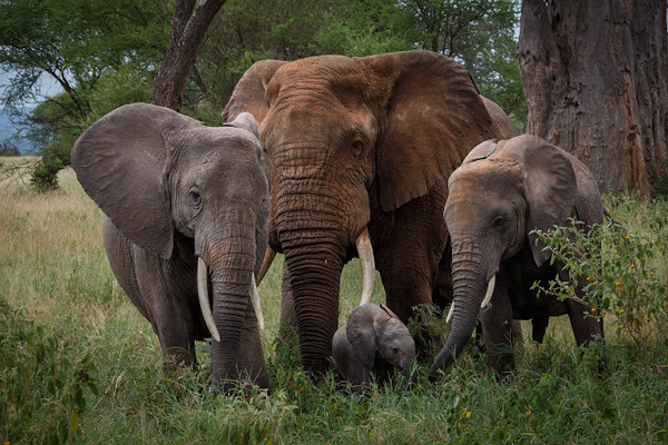 Manyara, Ngorongoro, Serengeti and Tarangire