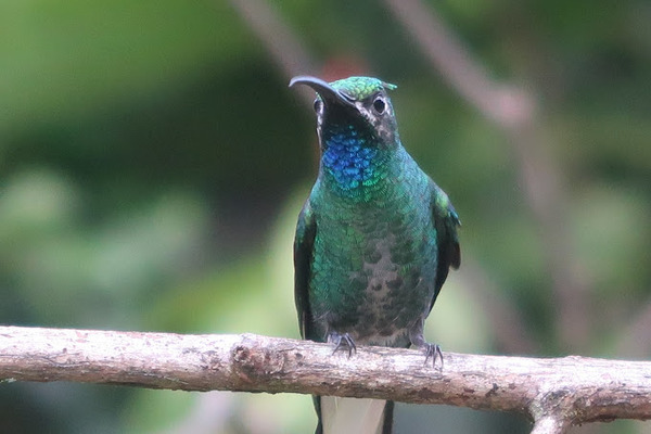 Amazon river discovery by cruise