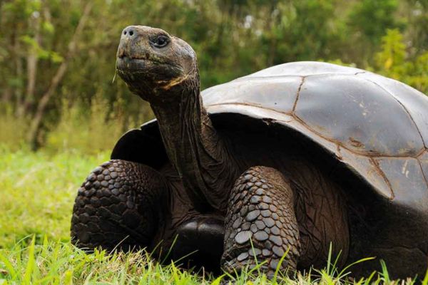 Discover The Wonders of Machu Picchu and Galapagos