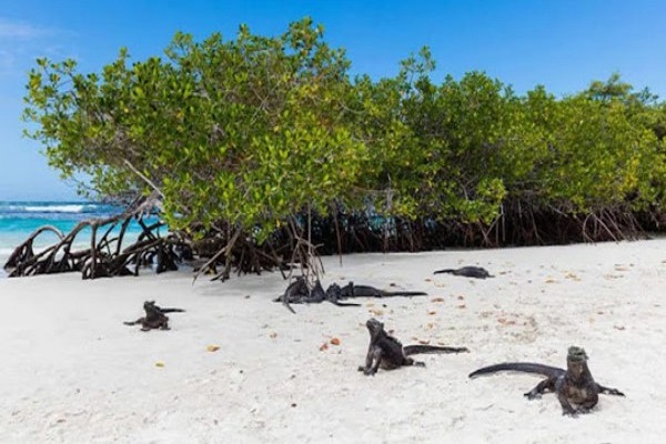 Galapagos Islands