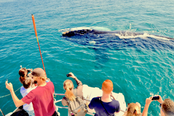 Garden Route Safari and Winelands