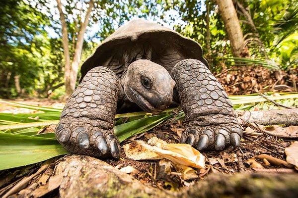 Galapagos Islands