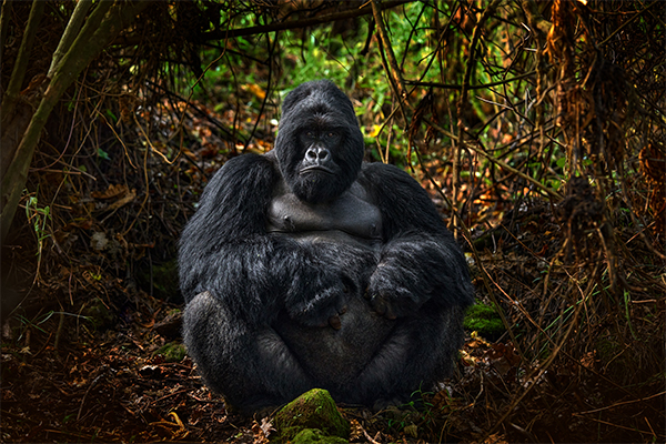 Bwindi by Air (Extendable)