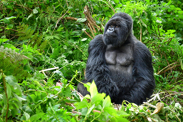 Bwindi by Air (Extendable)