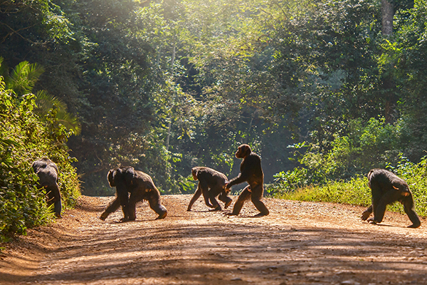 Bwindi by Air (Extendable)