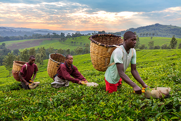 Bwindi by Air (Extendable)