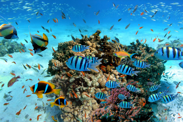 Splendour Of Egypt