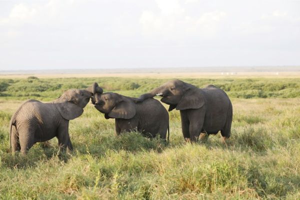 The Sri Lanka Tour