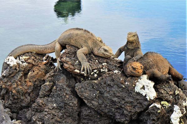 Galapagos Discovery