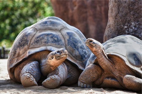 Galapagos Discovery