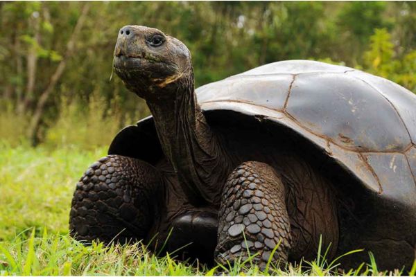 The Best Of Ecuador and Galapagos