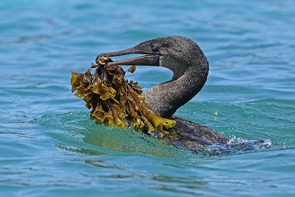 Western Galapagos Exploration