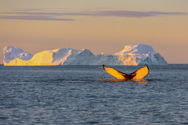 Immerse Ilulissat